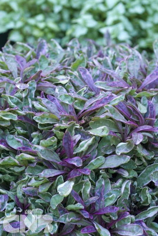 cnbnewplants